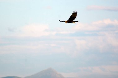 Gökyüzünde uçan bir kuş