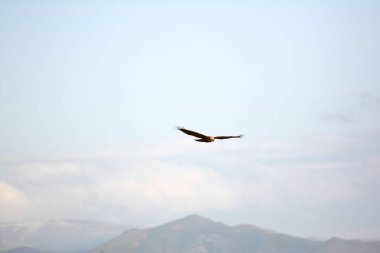 Arka planda bir dağ manzarası üzerinde uçan kuş.
