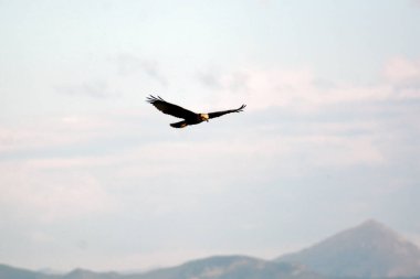 Kel kartal gökyüzünde uçuyor
