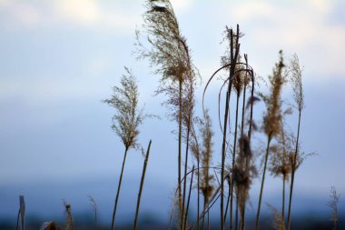 Güzel botanik fotoğrafı, doğal duvar kağıdı.