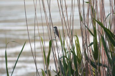 Göldeki bir sazlığın yakın çekimi.