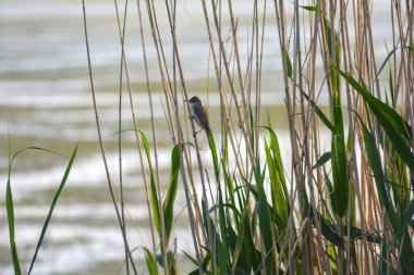 Bambu üzerinde küçük bir kuş. Vahşi kuş dalda. Akşamları gölde bir kuş.