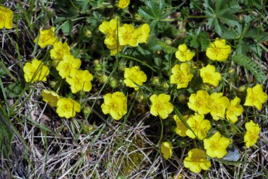 Çayırdaki sarı çiçekler