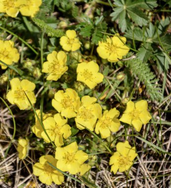 Kapat - doğadaki sarı çiçeklere yakın