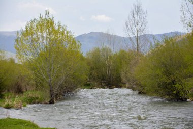 Ağaçlarla çevrili güzel bir nehir görüntüsü.