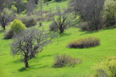 Parktaki yeşil ağaçlar