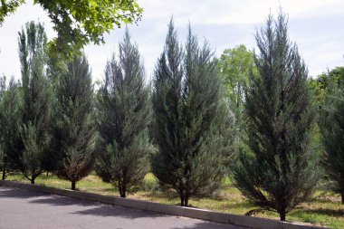 Şehir parkındaki yeşil köknar ağaçlarının güzel manzarası.