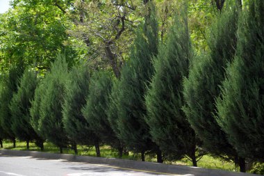 Doğanın güzel manzarası