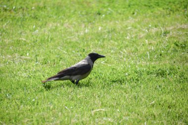 Otların arasında bir kuş