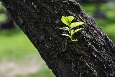 Ormandaki ağaç gövdesi