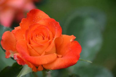 Bahçedeki güzel kırmızı gül