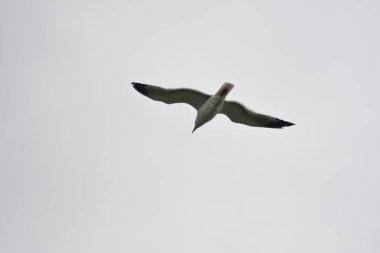 Gökyüzünde martı