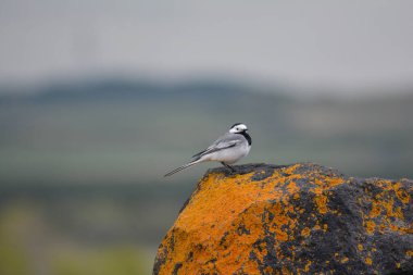 Kayadaki güzel kuş. Doğadaki kuşlar. Doğadaki bir kuşun portresi. Küçük kuş.