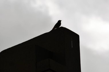 Parktaki ağaçta bir kuş