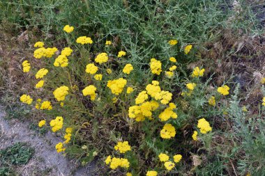 Yaz aylarında parkta çiçekleri