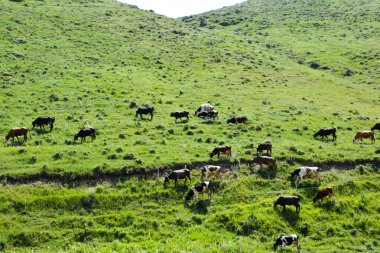 İsrail 'in kuzeyindeki dağlarda bir çayırda inekler.