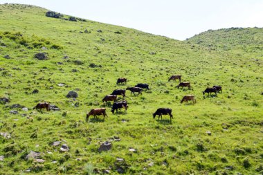 Dağlardaki çayırlarda otlayan bir grup inek.