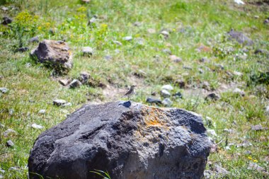 Taşın üstündeki kuş. Yeşil arkaplanı olan bir kayanın yakın plan çekimi.