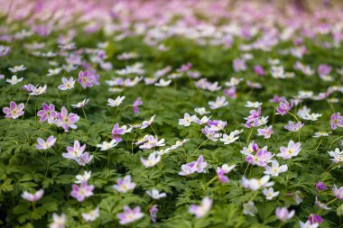 İlkbahar ormanlarında açan kır çiçekli şakayıklar.