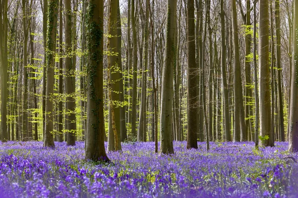 Billions Bluebells Wildflowers Blooming Month April Hallerbos Forest Belgium — Fotografia de Stock