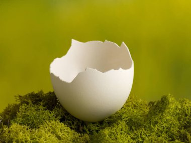 Bottom half of a broken white chicken egg on a mossy green background
