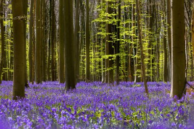 The blue or purple hyacinth wildflowers in the Hallerbos forest near Brussels in Belgium are only in full bloom during one week in Springtime.  Visitors are not allowed to leave the main path to protect the billions of endangered flowers.