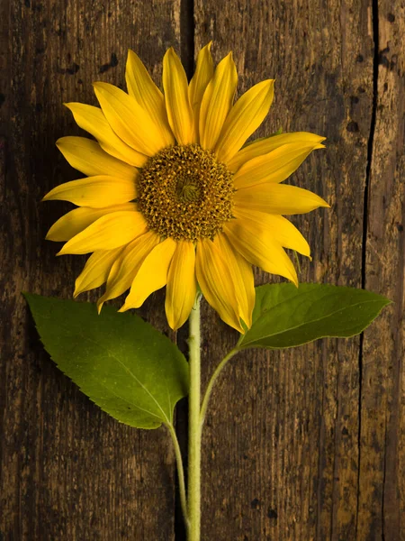 Closeup Single Sunflower Vintage Weathered Wooden Backdrop — Stok fotoğraf