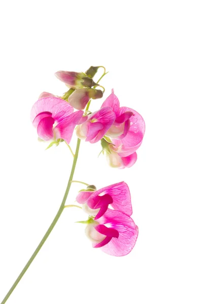 Weiche Rosa Süße Erbsenlatyrus Blüten Isoliert Vor Weißem Hintergrund — Stockfoto