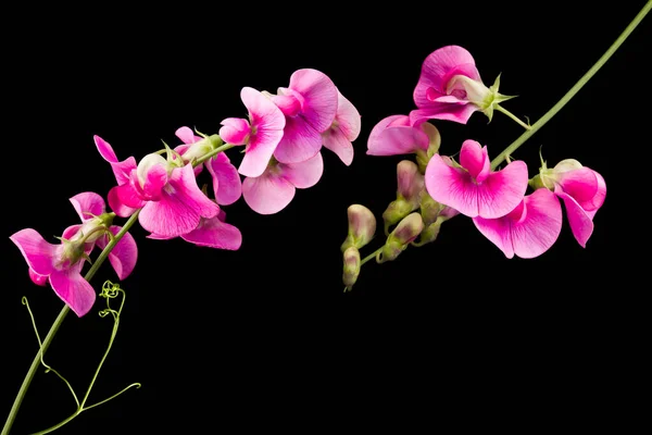 Rosafarbene Süße Erbsen Lathyrus Blüten Isoliert Auf Schwarzem Hintergrund — Stockfoto