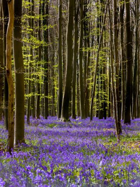 The blue or purple hyacinth wildflowers in the Hallerbos forest near Brussels in Belgium are only in full bloom during one week in Springtime.  Visitors are not allowed to leave the main path to protect the billions of endangered flowers.