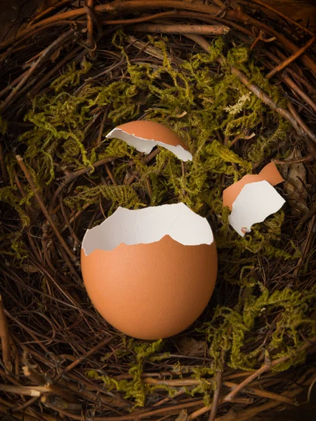 Empty Broken Egg Bird Nest Loose Eggshell Cap Suitable Digital ストック写真