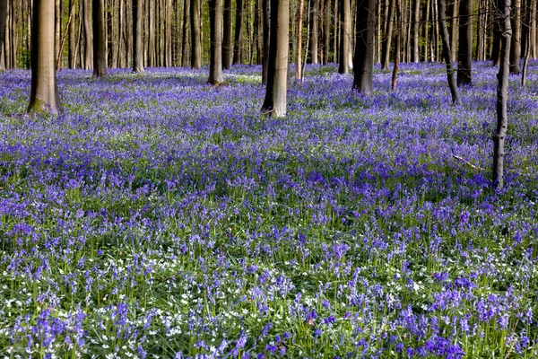Blue Purple Hyacinth Wildflowers Hallerbos Forest Brussels Belgium Only Full ロイヤリティフリーのストック画像
