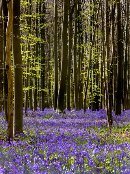 Blue Purple Hyacinth Wildflowers Hallerbos Forest Brussels Belgium Only Full ロイヤリティフリーのストック写真