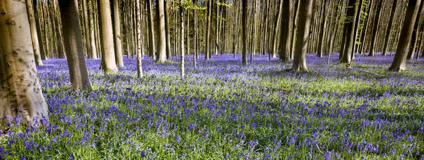 Blue Purple Hyacinth Wildflowers Hallerbos Forest Brussels Belgium Only Full Obrazy Stockowe bez tantiem