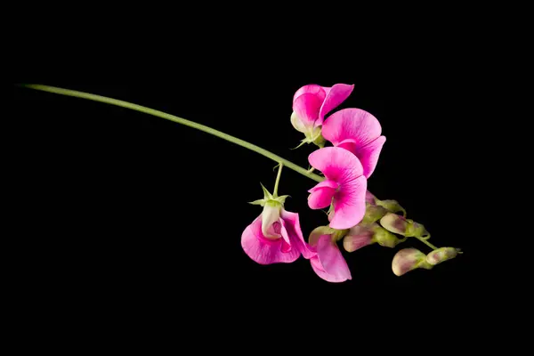 Różowy Kolorowy Słodki Groszek Lathyrus Kwiaty Izolowane Czarnym Tle Obraz Stockowy