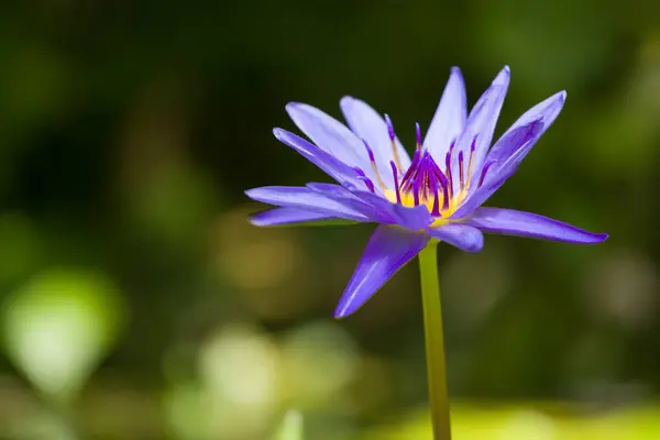 美丽的深紫色百合花在异国情调的花园里 图库图片