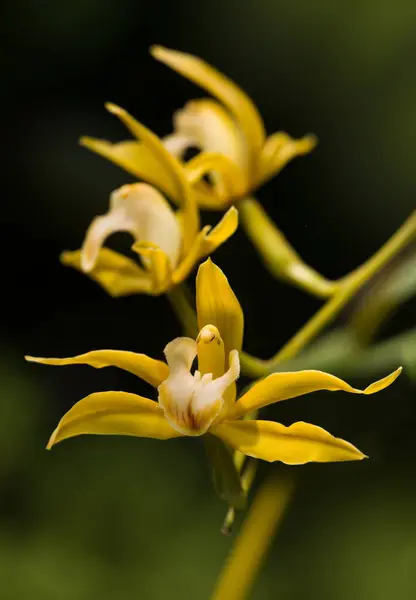Yellow Dendrobium Orchids Growing Exotic Garden Imagens De Bancos De Imagens Sem Royalties