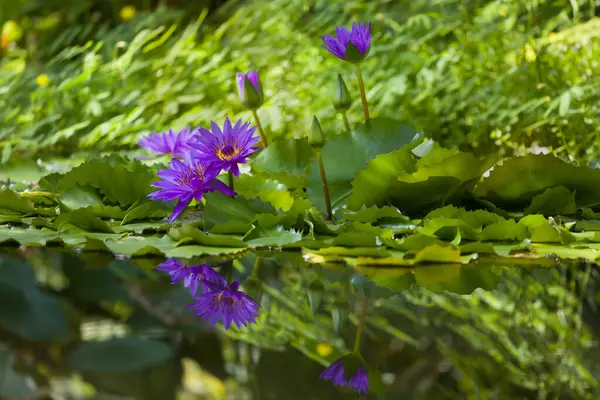 Prachtige Diep Paarse Waterlelie Een Exotische Tuin Stockfoto