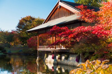 Autumn images of maple trees in the Japanese Garden of the city of Tongeren in Belgium