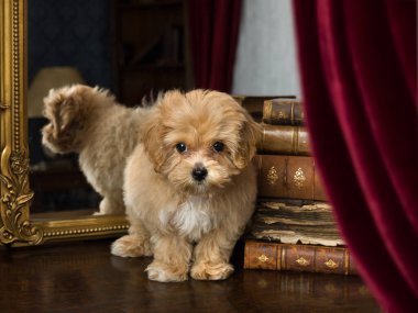 10 haftalık sevimli yavru köpek. Malta ve oyuncak kanişin karışımı.