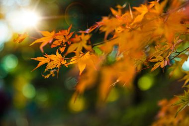 Closeup details of Acero or Japanese maple tree branches in autumnal colours