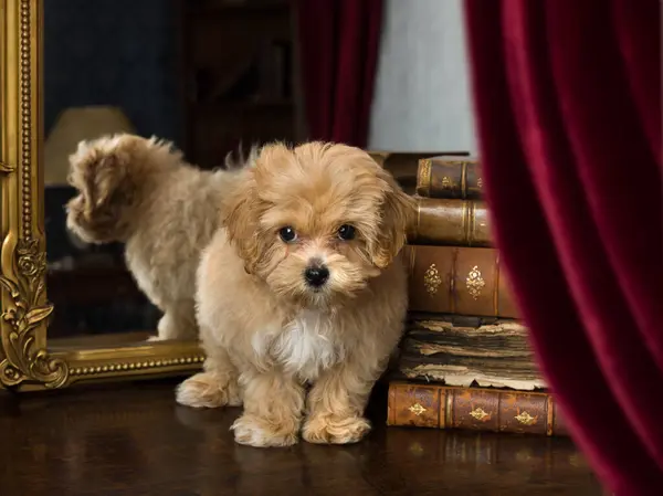 stock image Adorable little 10 week old maltipoo puppy dog which is a mix breed of maltese and toy poodle