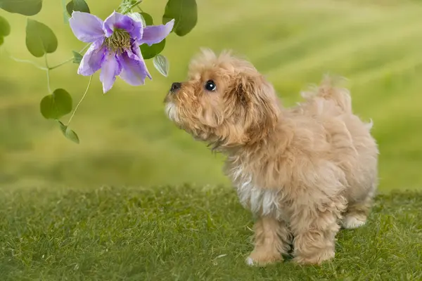 stock image Adorable little 10 week old maltipoo puppy dog which is a mix breed of maltese and toy poodle