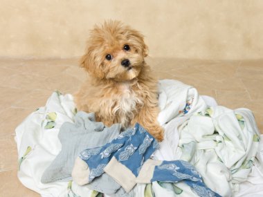 11 haftalık sevimli Maltipoo yavrusu bir yığın çamaşırın üstünde yaramazlık yapıyor.