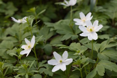 İlkbahar ormanlarında açan kır çiçekli şakayıklar.