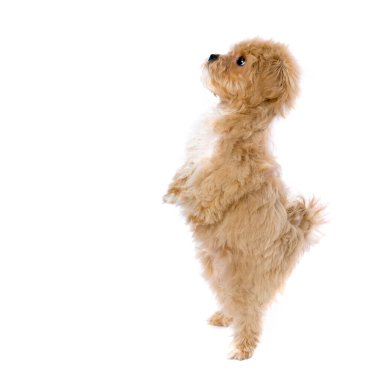 İzole edilmiş sevimli 11 haftalık yavru Maltipoo iki arka patisinin üzerinde dans eder gibi duruyor.