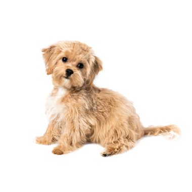 Bu 8 aylık gerçek bir Maltipoo yavrusu. Annesi kırmızı bir oyuncak kaniş, babası beyaz bir Maltese 'di..