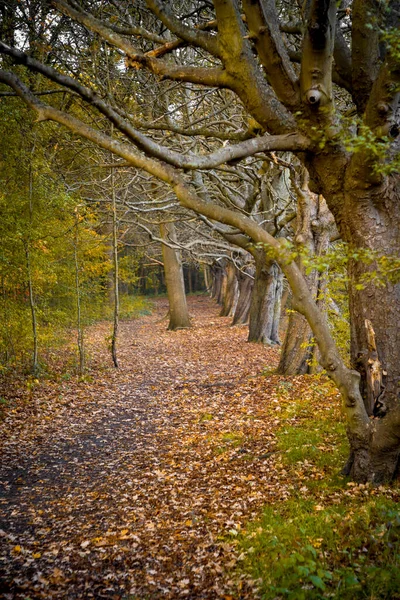 Вертикальный Кадр Леса Природном Парке Ауде Ланден Осенью Экерене Бельгия — стоковое фото