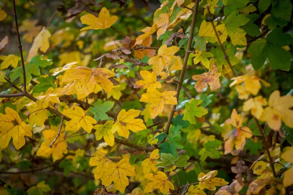 Acer Campestre Field Maple Autumn Colors — Stock Photo, Image