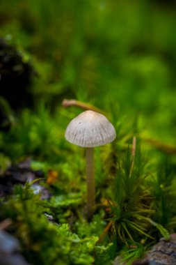 Grooved Bonnet Toadstool, Mantar 'ın dikey makro görüntüsü. Latince adı: Mycena Polygramma.